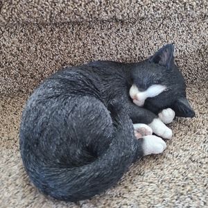 Black & White Sleeping Cat